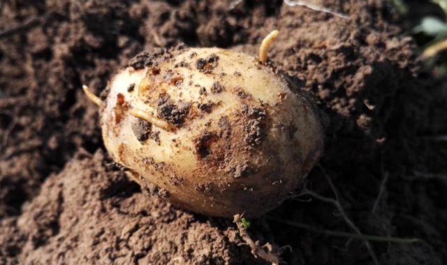 Проволочник в картофеле: как избавиться от картофельной консистенции?