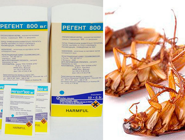 Регент 800 от насекомых: как применять инсектицид?
