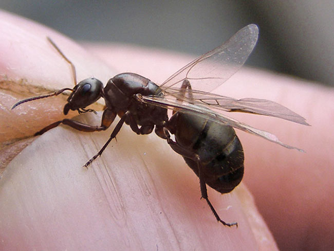 Черные садовые муравьи на участке: как избавиться, вред и польза
