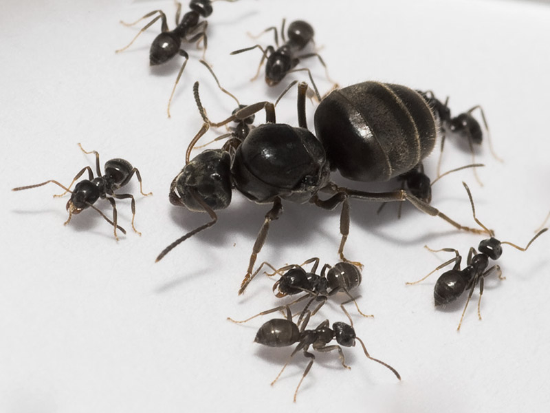 Черные садовые муравьи на участке: как избавиться, вред и польза