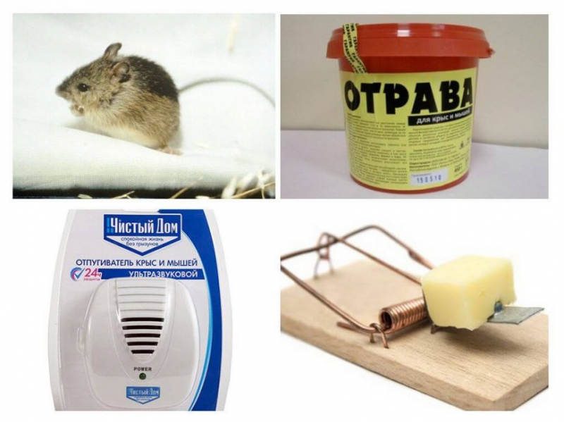 Самые эффективные средства от крыс и мышей