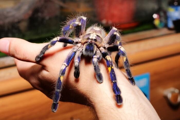 Жизненный цикл гигантского паука-краба: от яйца до взрослой особи