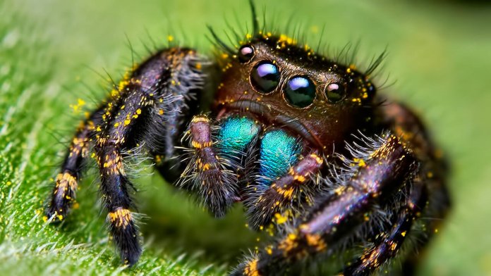 Жизненный цикл гигантского паука-краба: от яйца до взрослой особи