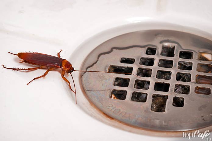 40 удивительных и познавательных фактов о тараканах