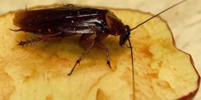 40 удивительных и познавательных фактов о тараканах
