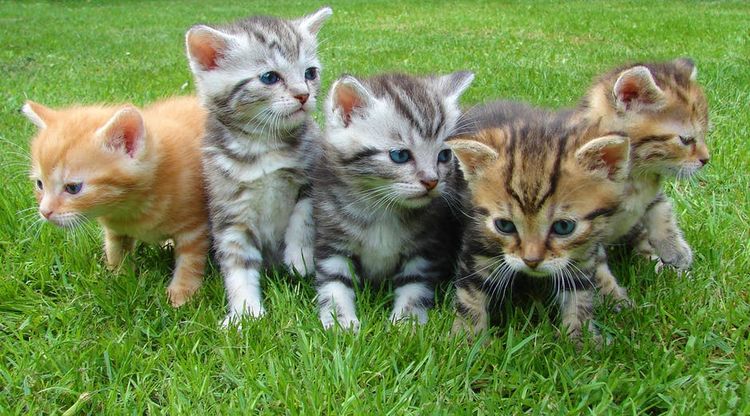 Польза для кошек: инструкция и показания к применению, отзывы