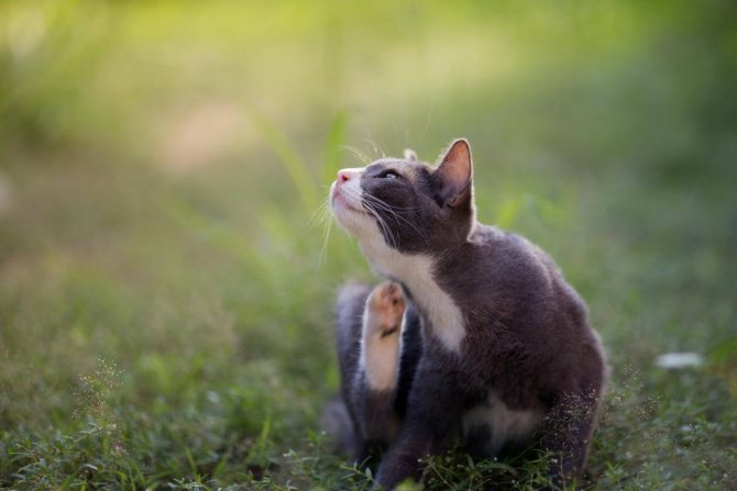 Польза для кошек: инструкция и показания к применению, отзывы