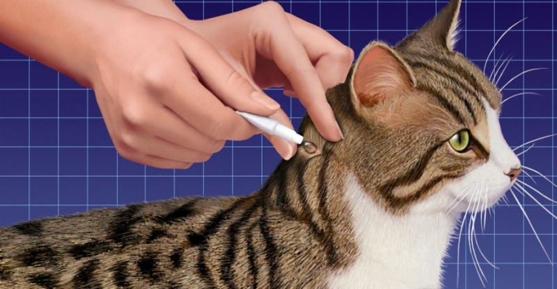 Аллергия на ошейник от блох у кошек: симптомы, причины и лечение