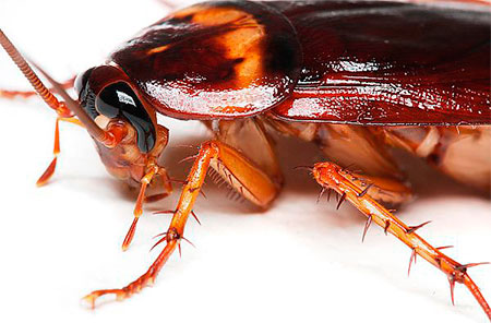 Американские тараканы — образ жизни, питание, размножение