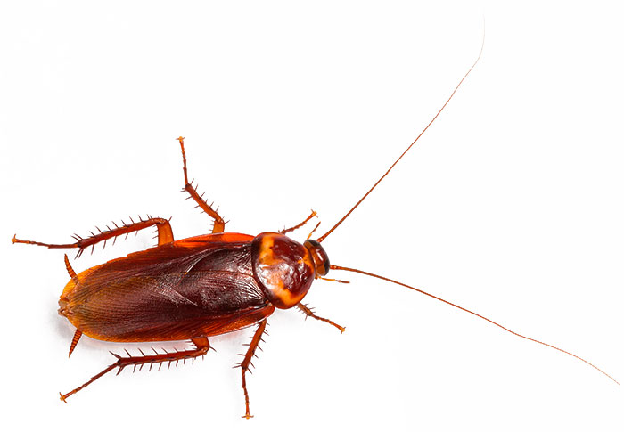 Американские тараканы — образ жизни, питание, размножение