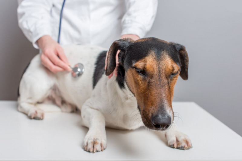 Анализ на пироплазмоз у собак