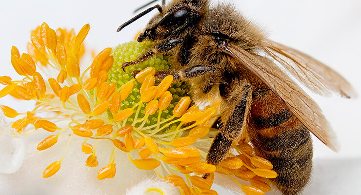 Апитерапия: лечение пчелами и продуктами пчеловодства, схема терапии, выбор точек укуса