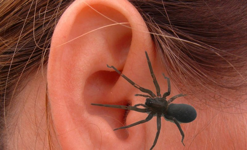 Арахнофобия — боязнь пауков: причины, симптомы, лечение