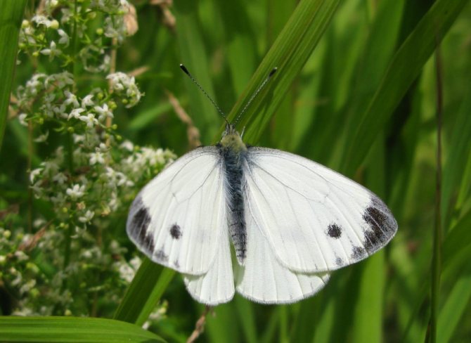 Капуста-бабочка: как избавиться от нее на огороде, как выглядит, фото примеры
