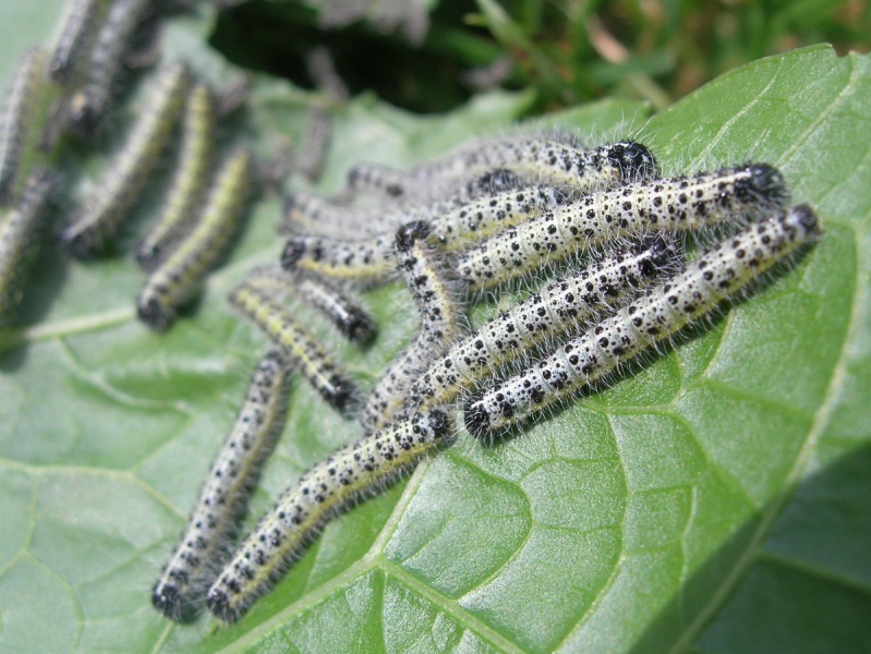 Капуста-бабочка: как избавиться от нее на огороде, как выглядит, фото примеры