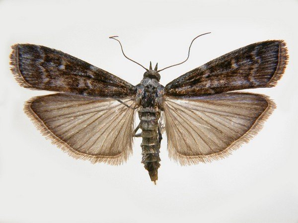 Бабочка моль — описание, виды и вред для человека
