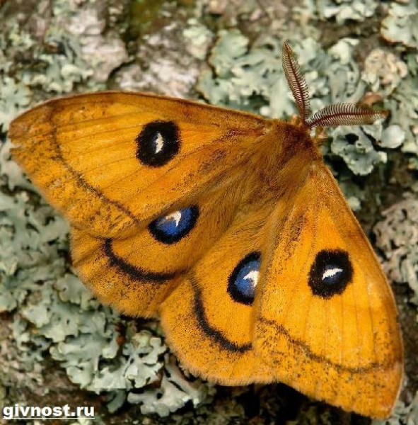 Описание бабочки павлина, что она ест, интересные факты об образе жизни, как они впадают в спячку, как долго они живут, среда обитания