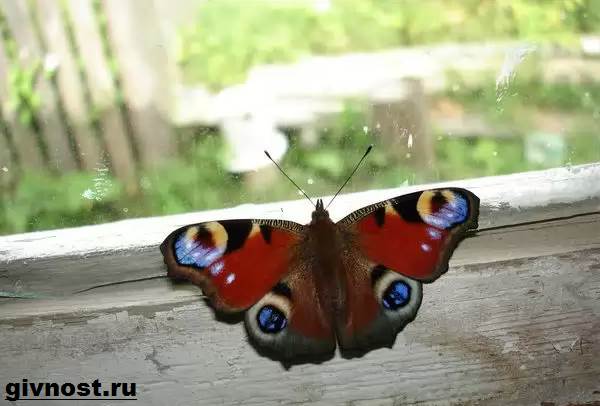 Описание бабочки павлина, что она ест, интересные факты об образе жизни, как они впадают в спячку, как долго они живут, среда обитания