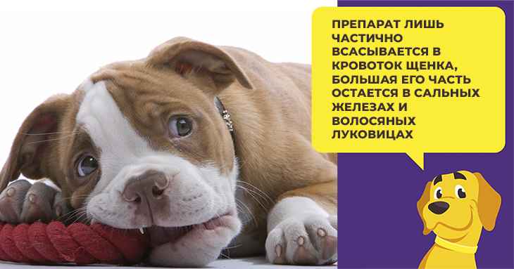 Батончики Форте для собак: инструкция по применению и отзывы