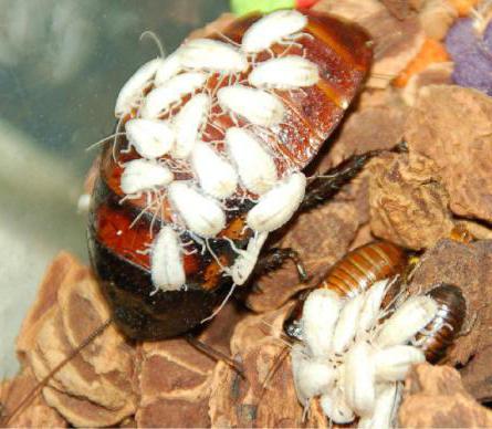 Белые тараканы в квартире: что это, домашние пруссаки белые?