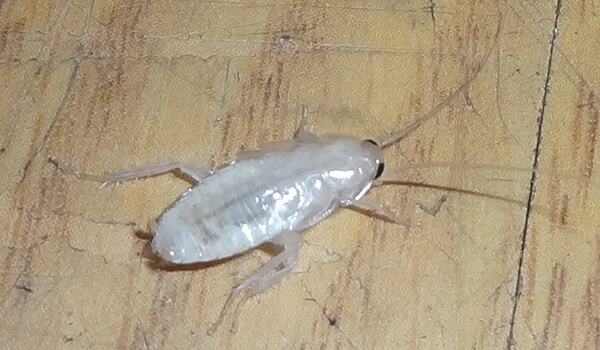 Белые тараканы в квартире: что это, домашние пруссаки белые?