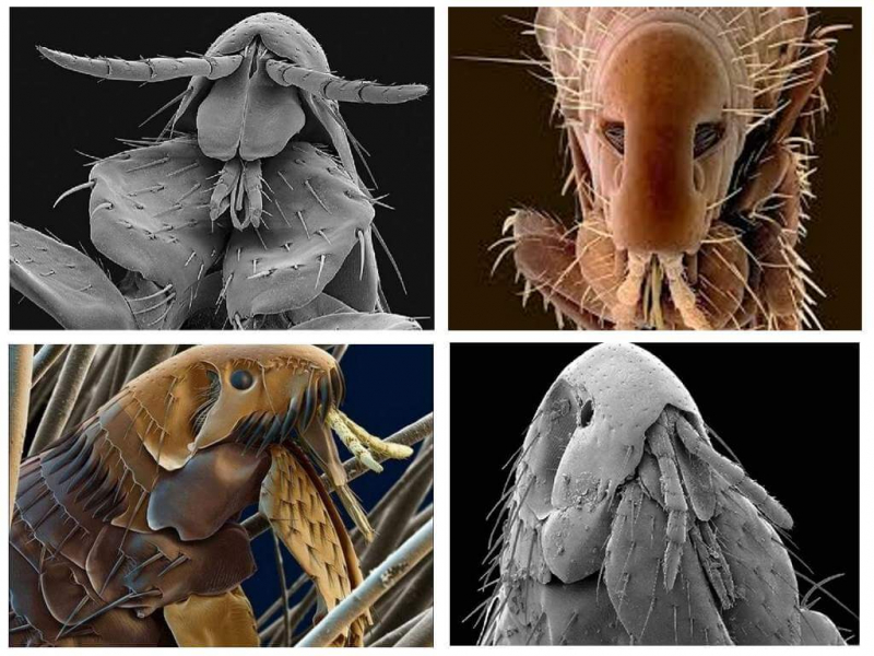 Блохи под микроскопом: внешний вид, описание, виды блох, борьба