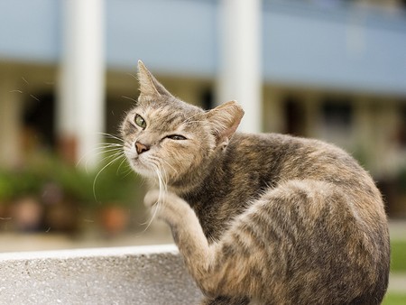 Блохи у кошек: опасность, диагностика и лечение