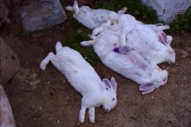 Блохи на кроликах: как вывести, какие средства использовать, капли