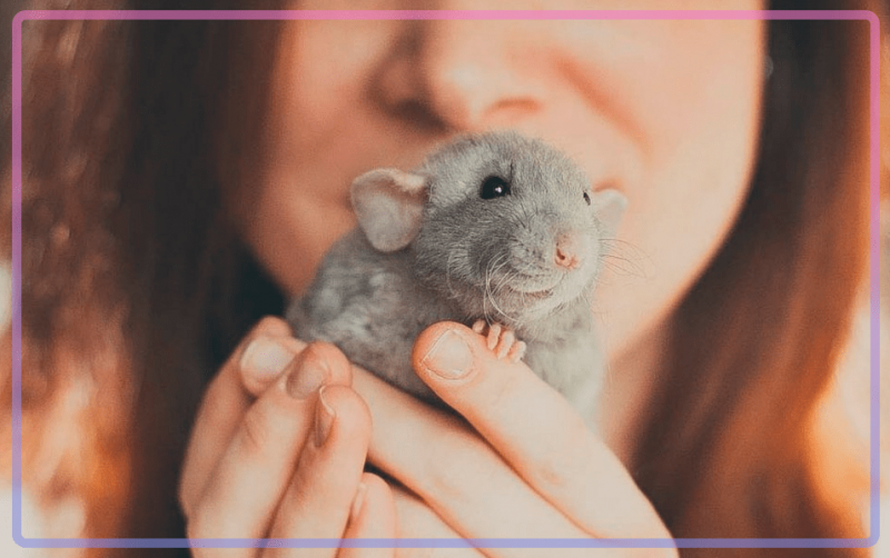 Боязнь мышей или музофобия: причины, признаки, лечение