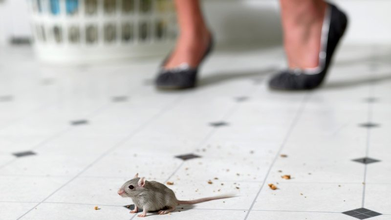 Боязнь мышей или музофобия: причины, признаки, лечение
