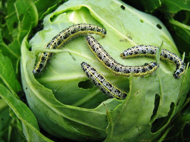 Борьба с гусеницами в саду и на огороде: как от них избавиться, препараты