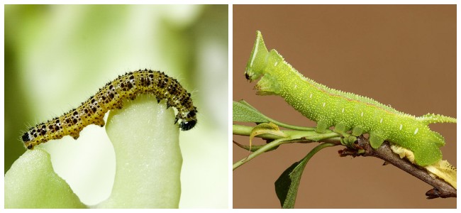Борьба с гусеницами в саду и на огороде: как от них избавиться, препараты