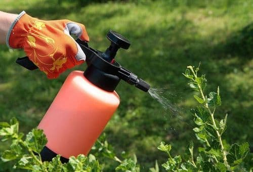 борная кислота от муравьев в квартире, доме, даче и саду: рецепты отравы, эффективность метода