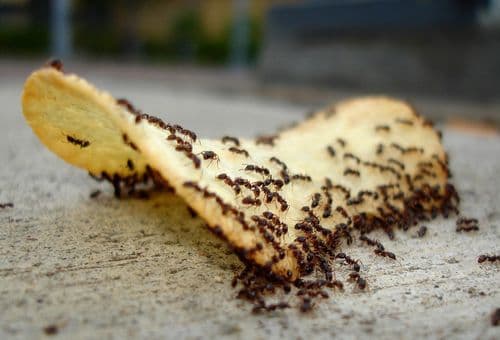 борная кислота от муравьев в квартире, доме, даче и саду: рецепты отравы, эффективность метода
