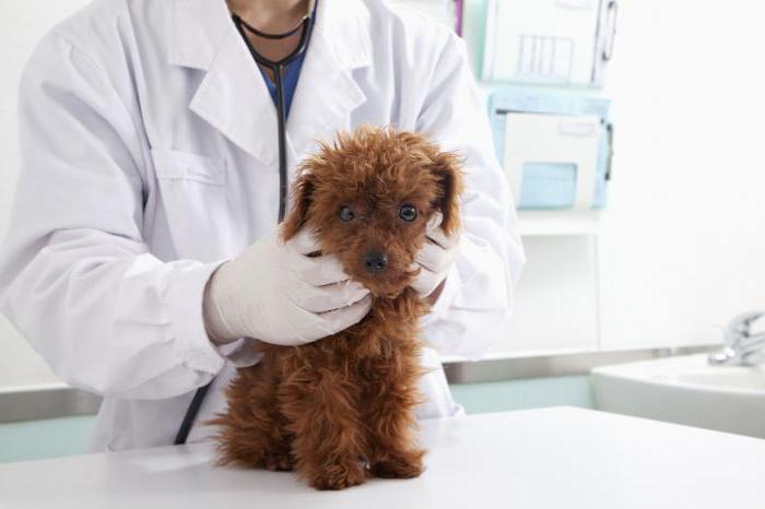 Боррелиоз у собак: причины, признаки и лечение