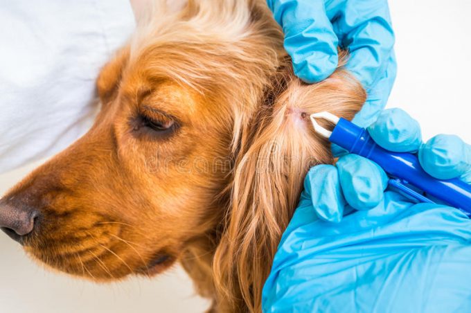 Боррелиоз у собак: причины, признаки и лечение