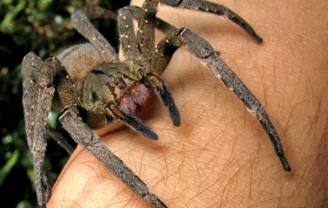 Бразильский паук-путешественник, бегун или паук-солдатик: описание вида, чем опасен его укус?