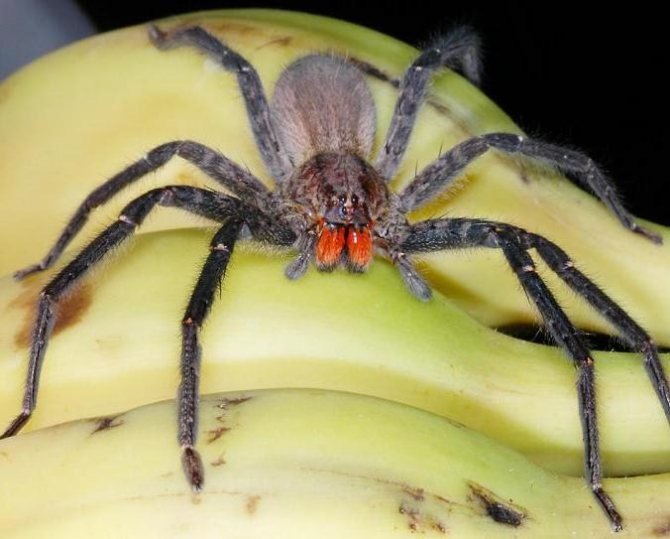 Бразильский паук-путешественник, бегун или паук-солдатик: описание вида, чем опасен его укус?