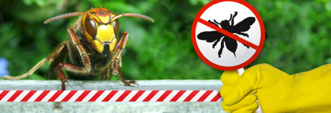 Чего боится оса: как отпугнуть ос на улице, что вас пугает, чего не любят осы