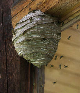 Чего боится оса: как отпугнуть ос на улице, что вас пугает, чего не любят осы