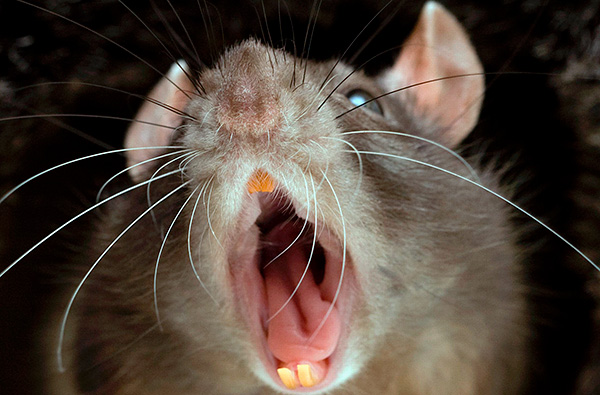 Чего боятся крысы? Запахи, звуки, травы, свет, домашние средства