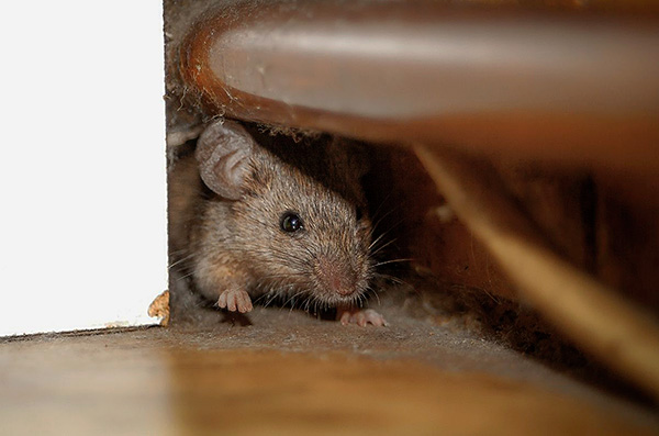 Чего боятся крысы? Запахи, звуки, травы, свет, домашние средства