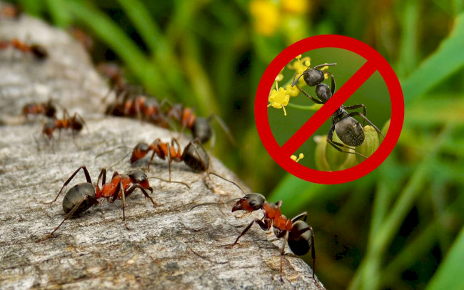 Чего боятся муравьи в доме и саду? Народные средства в борьбе с муравьями