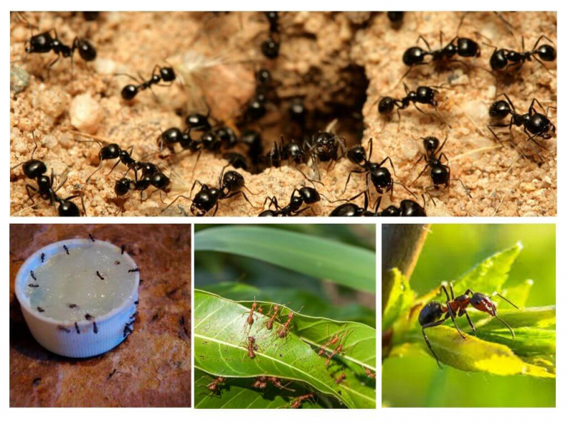 Чего боятся муравьи в доме и саду? Народные средства в борьбе с муравьями