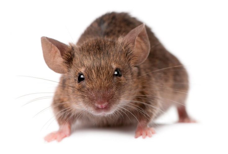 Чего боятся мыши в доме, какими народными средствами их прогнать?