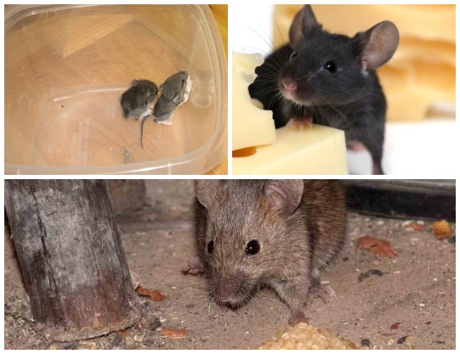 Чего боятся мыши в доме, какими народными средствами их прогнать?
