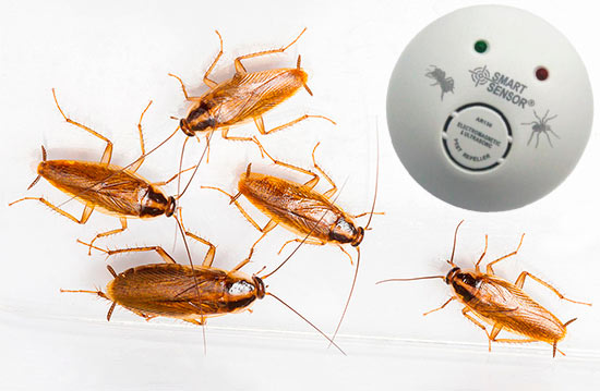 Чего боятся тараканы в квартире, что их пугает и что, наоборот, нравится