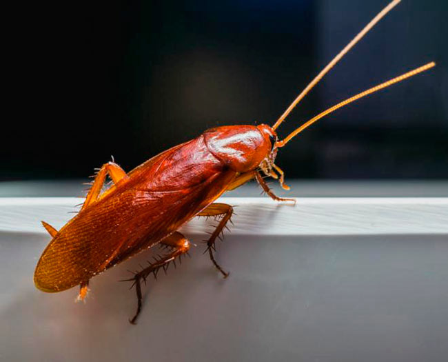 Чего боятся тараканы в квартире, что их пугает и что, наоборот, нравится