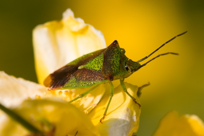 Как пахнут клопы: особенности физиологии насекомого, как избавиться от запаха в квартире