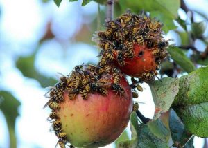 Что едят осы и что они едят зимой, полноценный рацион